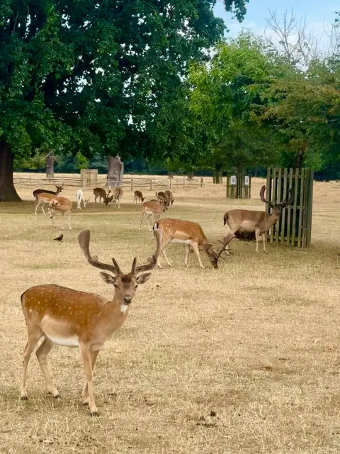 🇬🇧 Bushy Park in London / 🆓 A Hidden Gem Among Royal Parks
