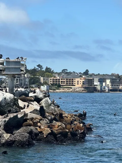 🤩 We Spotted Whales in Monterey!!