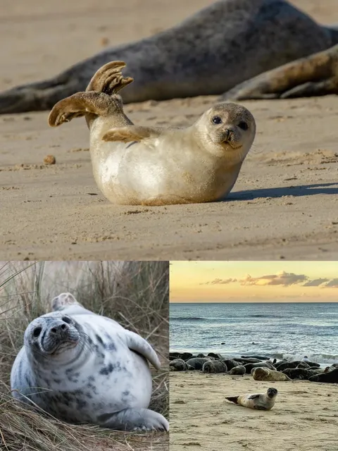 Explore Wild Seals Just a 2-Hour Drive from London! 🦭