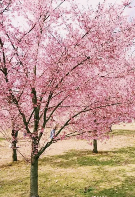 🌸 Ultimate New York and Nearby Cherry Blossom Viewing Guide (1)