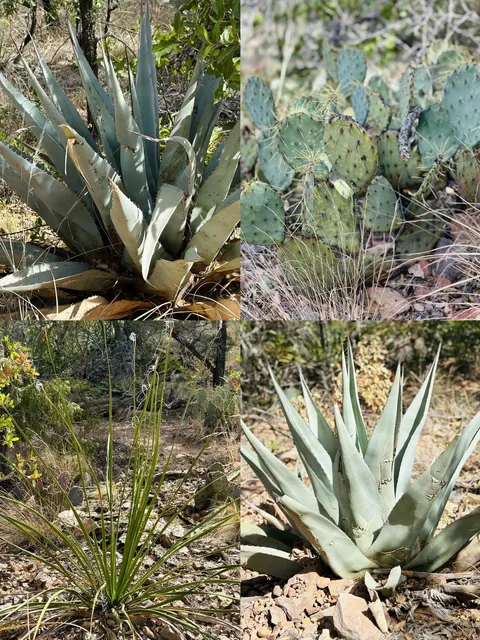 Conquering Emory Peak