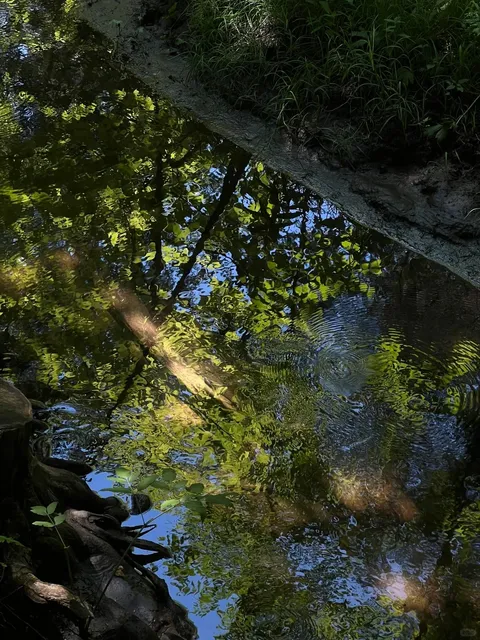 Toronto Hiking Live | Summer at Rattlesnake Point