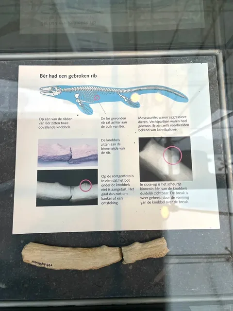 🇳🇱 Maastricht | Where Dinosaurs Named an Era