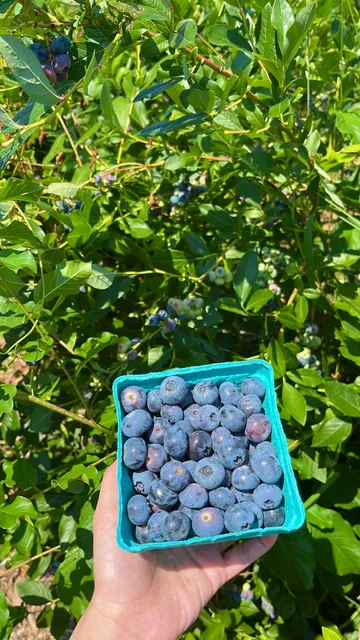 Travel Diary | Berry Picking Adventure Near Boston! 🫐🌻  
