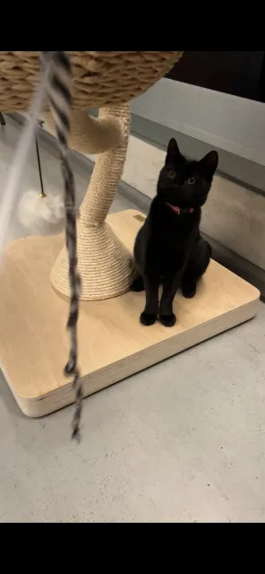 🐱 A Cat Lover’s Dream with the Friendliest Staff! 🍷