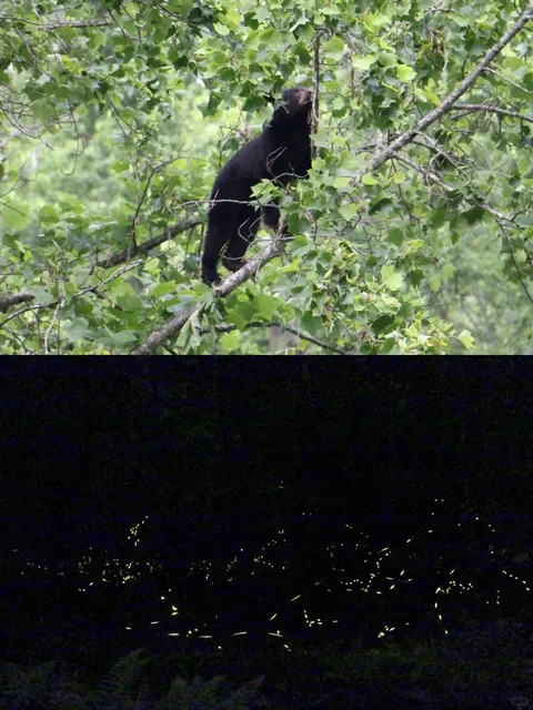 Fireflies in the Smokies | 4-Day & 3-Night Travel Guide 🌄✨