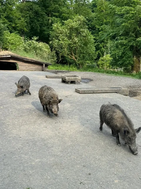 🇩🇪 Düsseldorf: Germany’s Very Own Nara Park 🦌