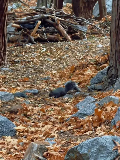 LA | 🍂 Ultimate Fall Hike: Icehouse Canyon Trail