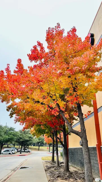 Autumn in Dallas, Texas – It’s Finally Here 🍁🍂