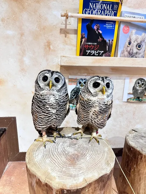 Owl Experience Cafe @ Kyushu Fukuoka 🌟