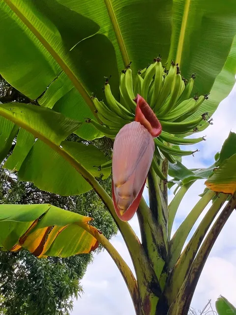 🌿 Stumbling Into a Fairytale Garden