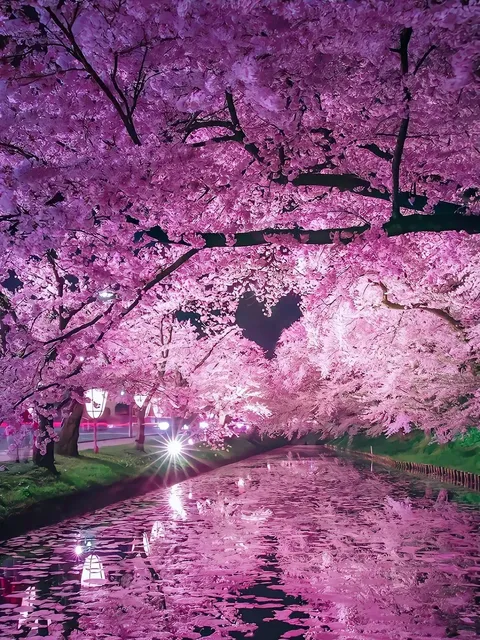 Japanese Cherry Blossom Spots 🌸