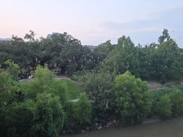 🦇 So Cool & So Quick! 🚶‍♂️💨