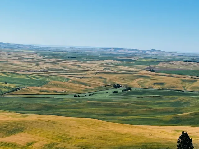 ​​Palouse Wheat Fields | A Symphony of Golden Waves 🌾🎶​​
