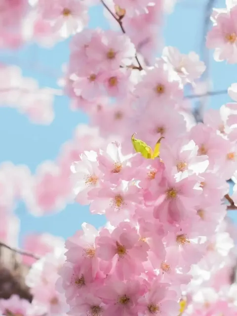 🌸 Chicago's Spring Just Leveled Up! 🌸