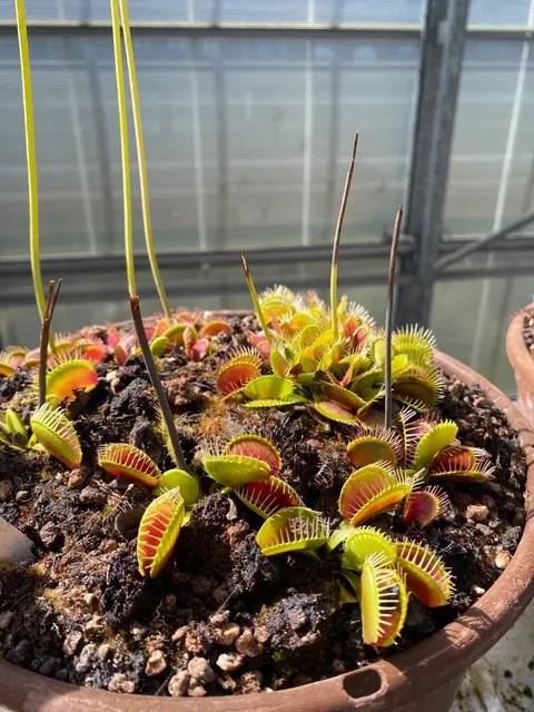 🌿 Hortus Botanicus Leiden – One of the World's Oldest Botanical Garde