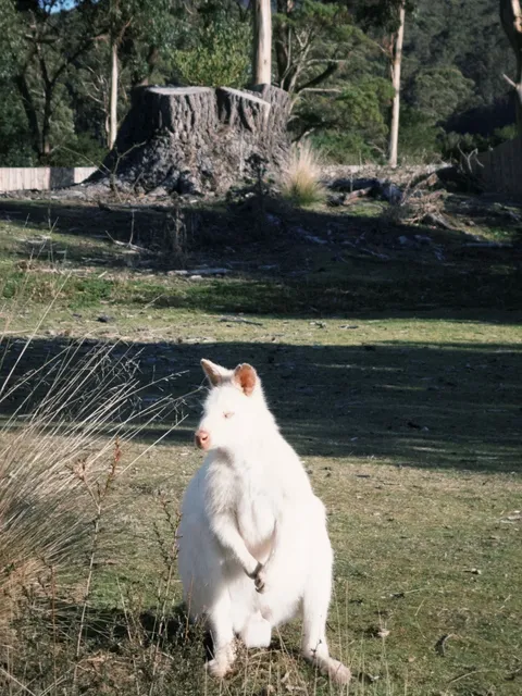 7 Days 6 Nights Happy Tassie Road Trip — Hobart Edition 🚗