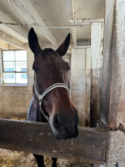🍂🚜 Autumn Escape: Old Windmill Farm in Pennsylvania 