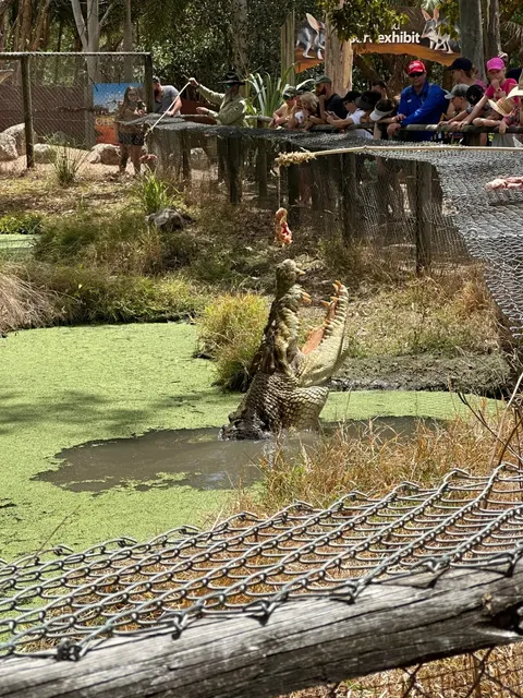 🇦🇺 Queensland Zoo Day Trip: Billabong Sanctuary Adventure 🐊🐨