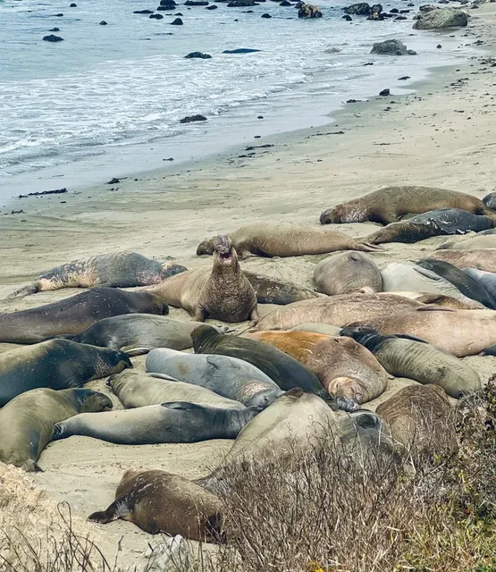 California Highway 1 | 5-Day 4-Night RV Tour Guide 🚐🌊