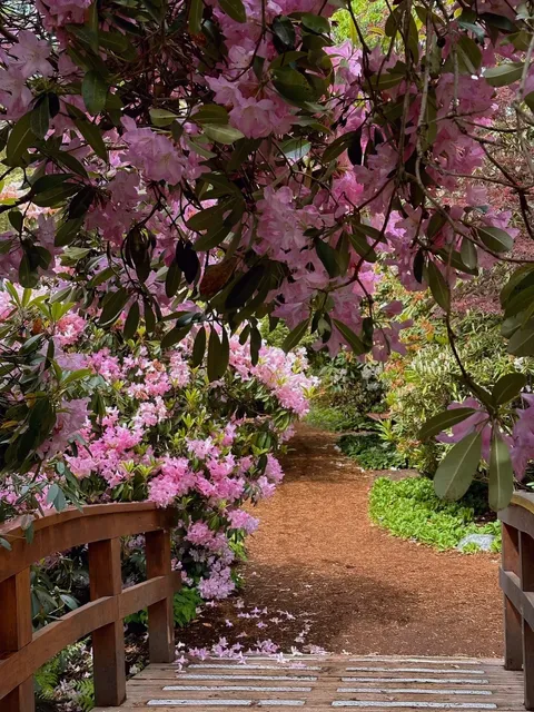 🌸 Vancouver | Sneaking Into a Floral Wonderland for a Spring Escape