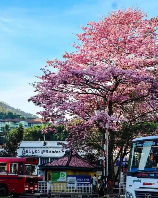 Sri Lanka Travel 🚉 Second Stop: Kandy 🎆