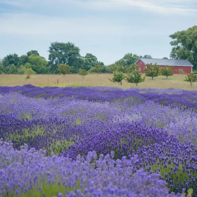 🇺🇸 Traverse City | Lavender Farm 💜