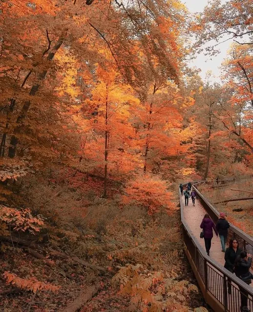 Maple leaf viewing place in Toronto