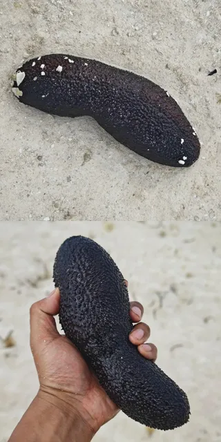 Kenya · Watamu – A Pristine Beach Escape with Crystal-Clear Waters 🌊✨