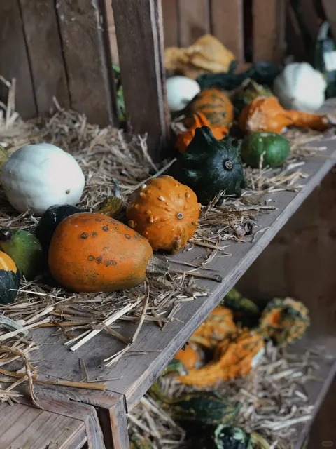 Life in Paris | Weekend Plog 🎃 Halloween Pumpkin Farm