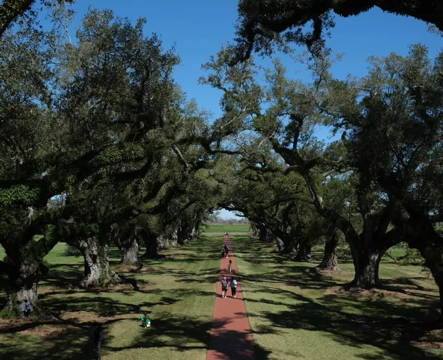 [New Orleans 4-Day & 3-Night Guide]: Alligators & Raccoons Are Buddies