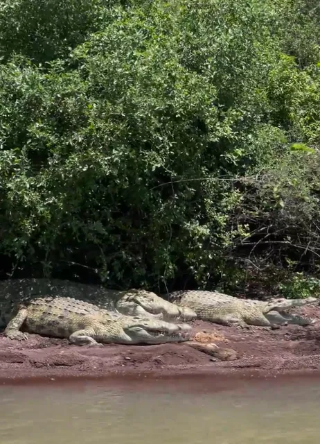 🇪🇹 Arba Minch Crocodiles: Closer Than Kenya’s Pricy Safaris  