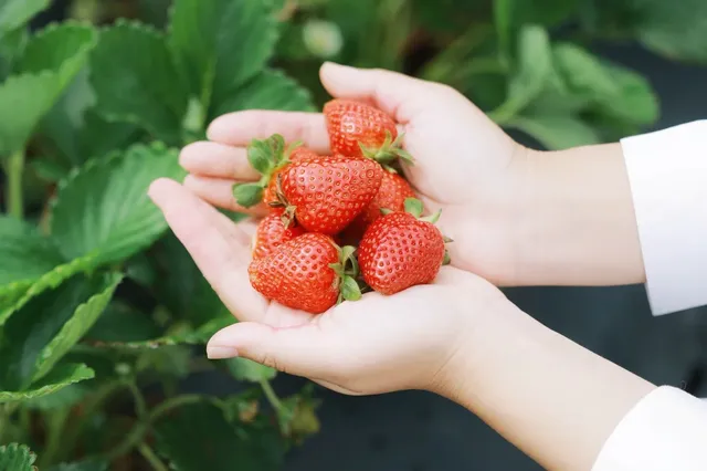 Around Atlanta | Washington Farms | Strawberry Farm