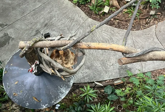  Cincinnati Zoo & Botanical Garden: A Day Among the Animals 