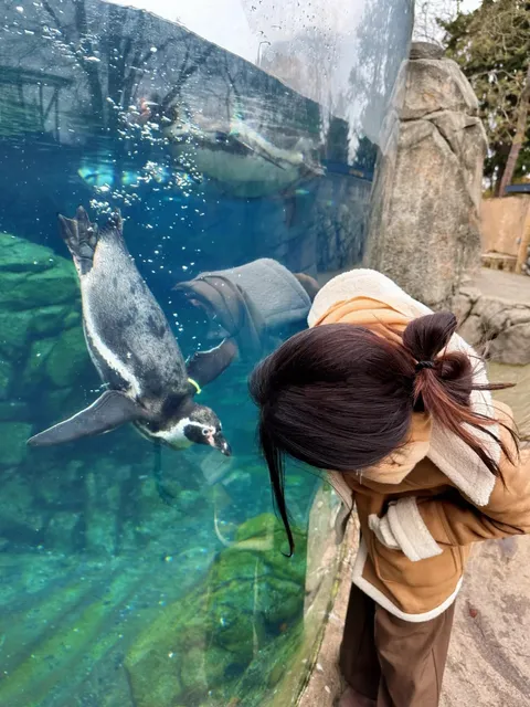 Who could resist a snuggly Humboldt penguin? 🤩 