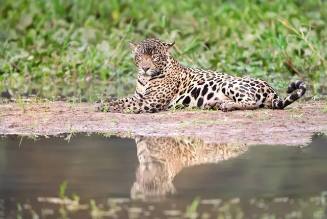 Adventure Guide to Pantanal Matogrossense National Park(part 1 )