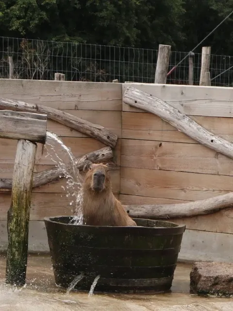 🇬🇧 London Weekend: Capybara Cuddles!