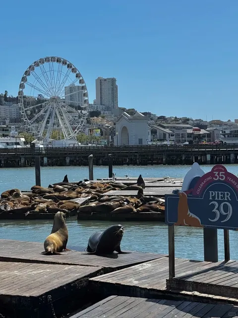 🚤🐬San Francisco Fisherman's Wharf