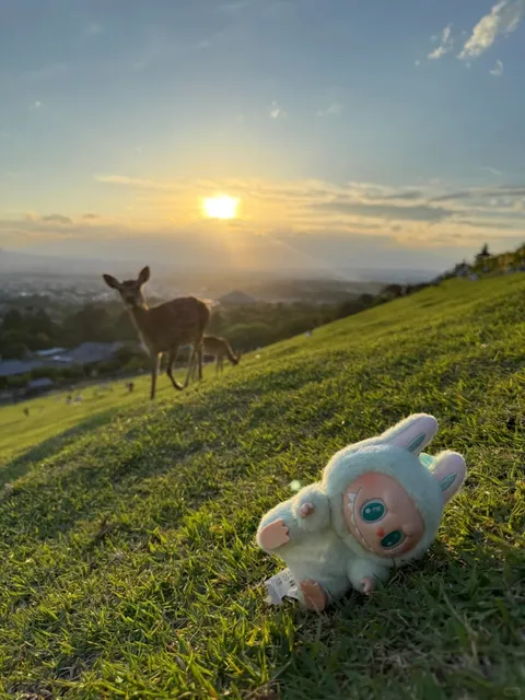 🦌 Nara | Summer Memories with Deer 🌳