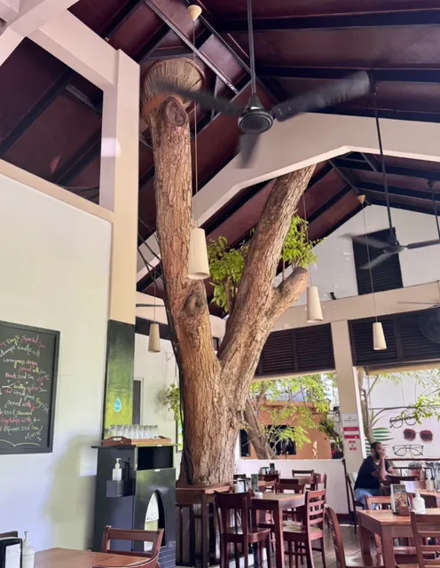 Jerry’s Maldives Diary — Male hides a “tree-growing” gem of a cafe