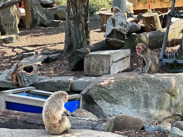 🇦🇺 Launceston Solo City Walk | Car-Free Edition