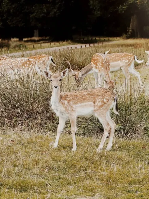 Let’s go see the deer at Knole Park🦌