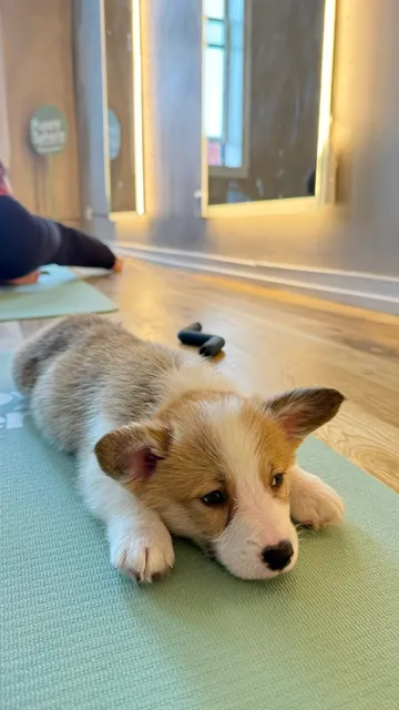 Chicago Weekend Plans: Yoga with Puppies 🐶✨