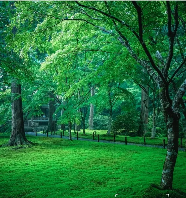 🌈 An Ultra-Reliable 6-Day Japan Free Travel Guide 🗼