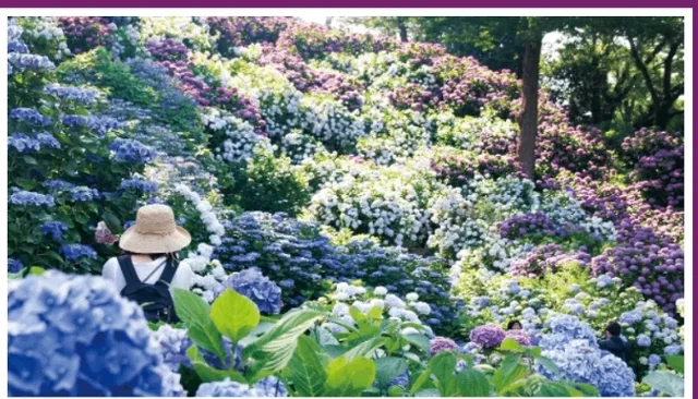 2025 Tokyo Hydrangea Viewing Map(1)