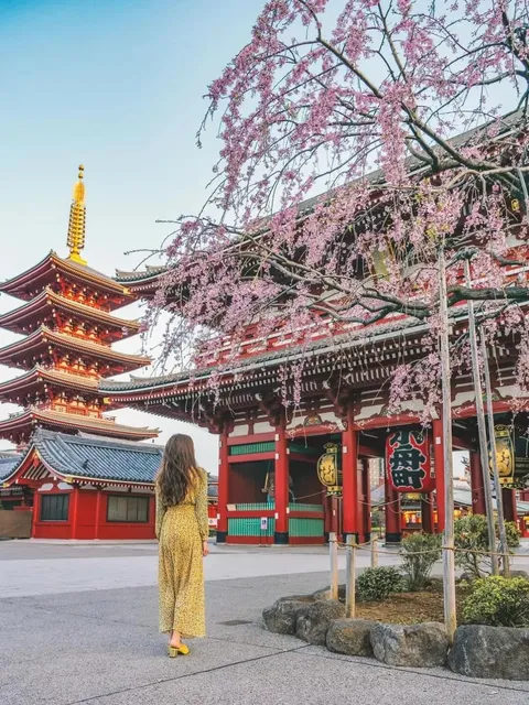 🌿🍃 Kawazu Cherry Blossoms 🌸✨