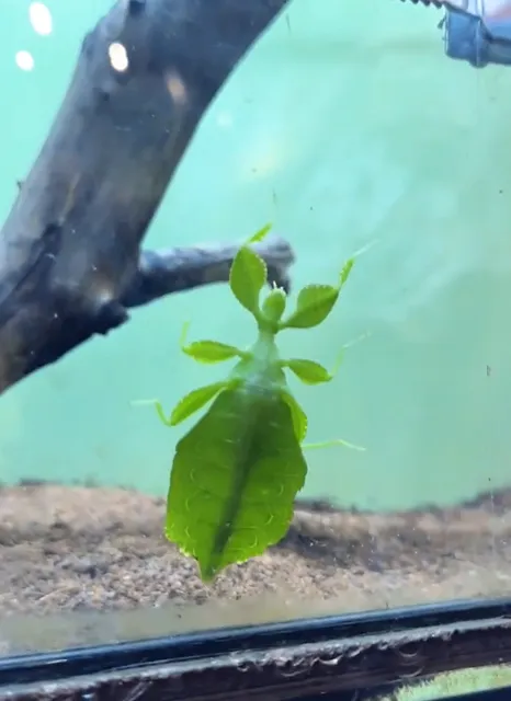  Victoria Butterfly Gardens: A Mini Tropical Paradise for Families  