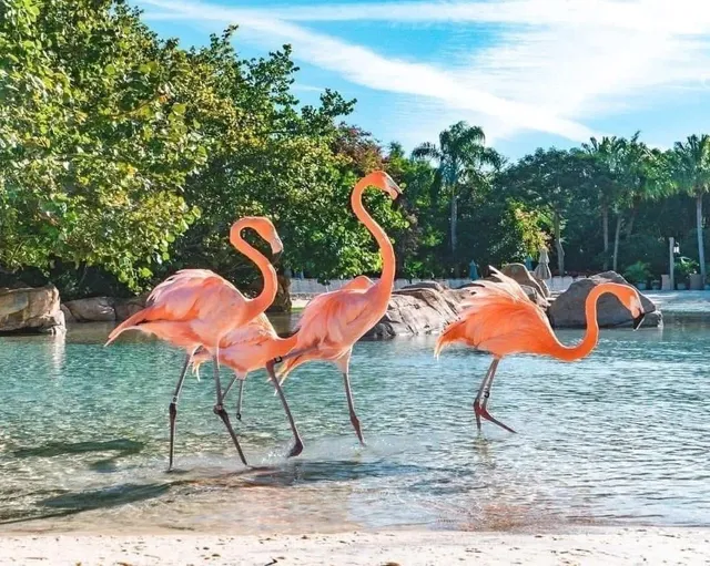 🌴 Discovery Cove Orlando: A Tropical Oasis Where Dreams Swim 🐬