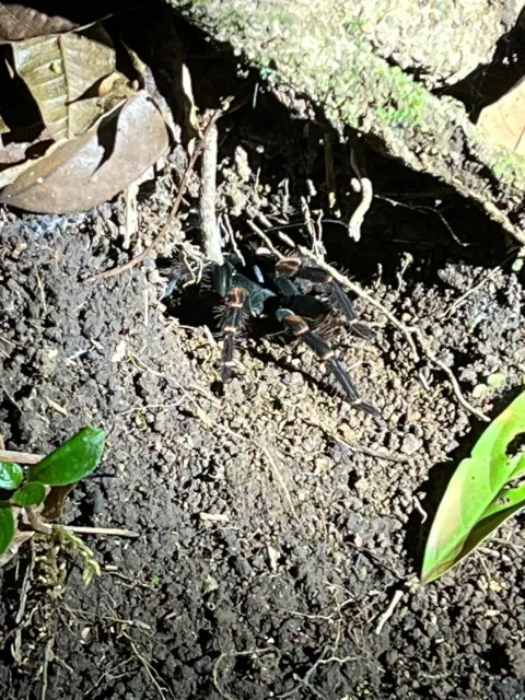 An Amazing Costa Rican Family Wildlife Vacation in Miami! 🦥