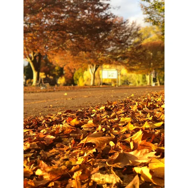 Seattle Autumn Scenery Guide 🍁🍂 Green Lake